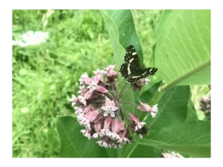 Jak nepůvodní druhy ovlivňují naši přírodu