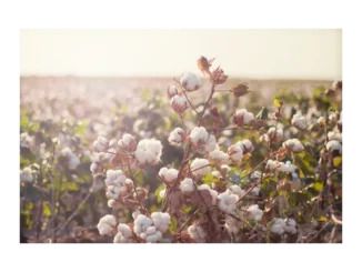 Tchibo a jeho cesta k ekologické bavlně