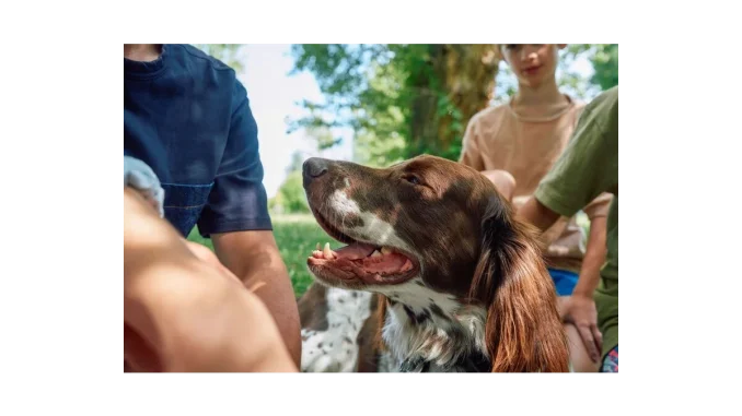 Dovolená s mazlíčkem: Pozor na zdravotní rizika!