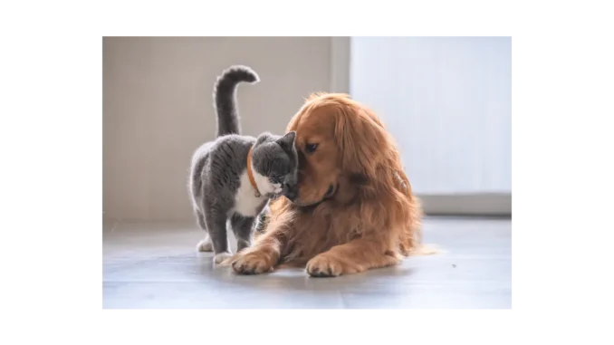 Dog & Cat TV: Nový kanál pro milovníky mazlíčků